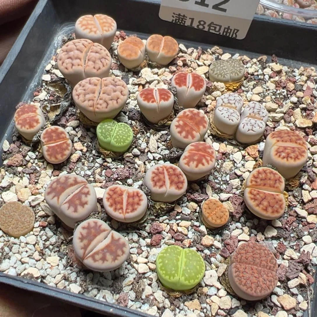 【闪购商品】 312。