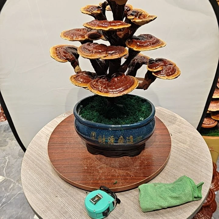 踏**痕灵芝盆景灵芝盆景灵芝盆景