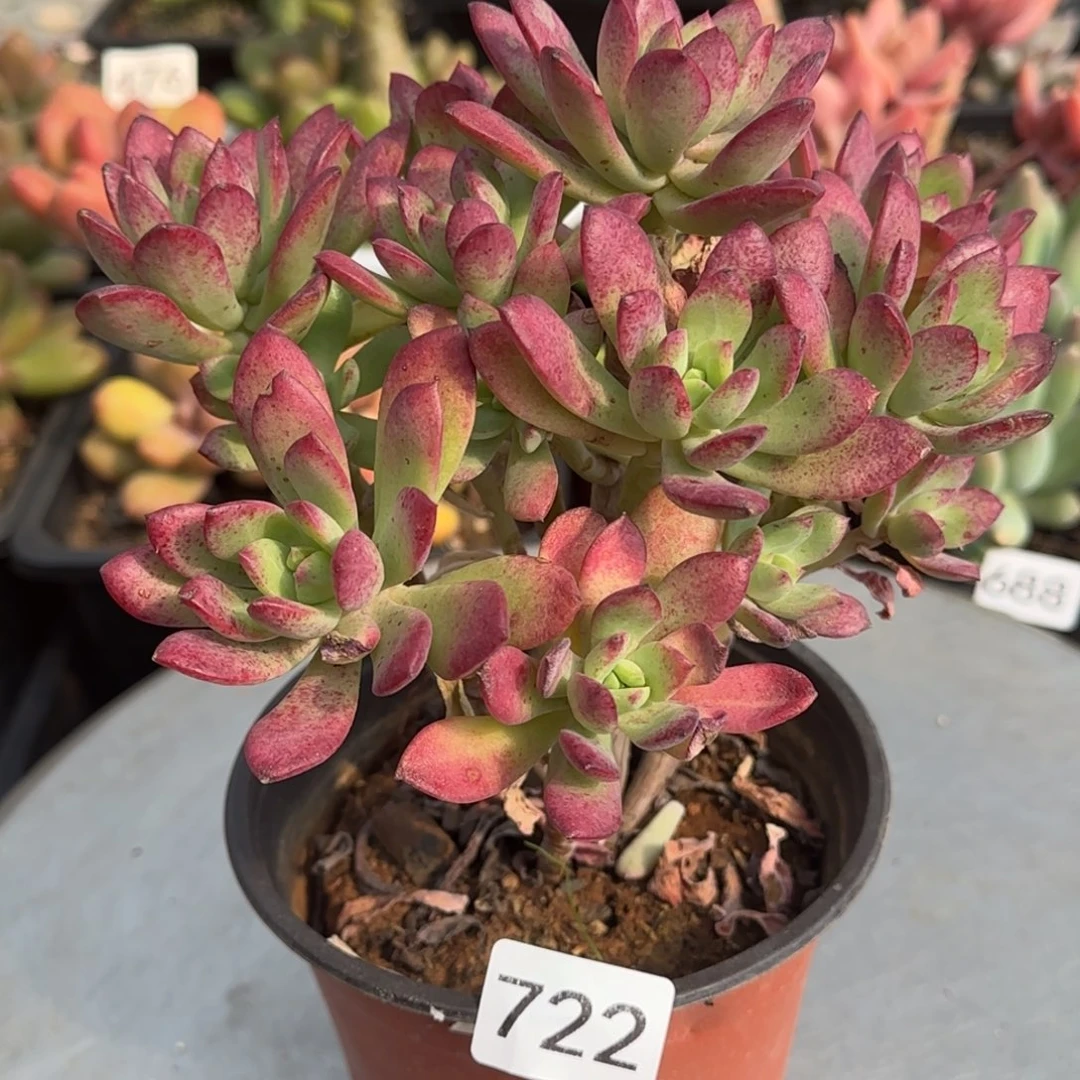 722号一物一拍一物一拍