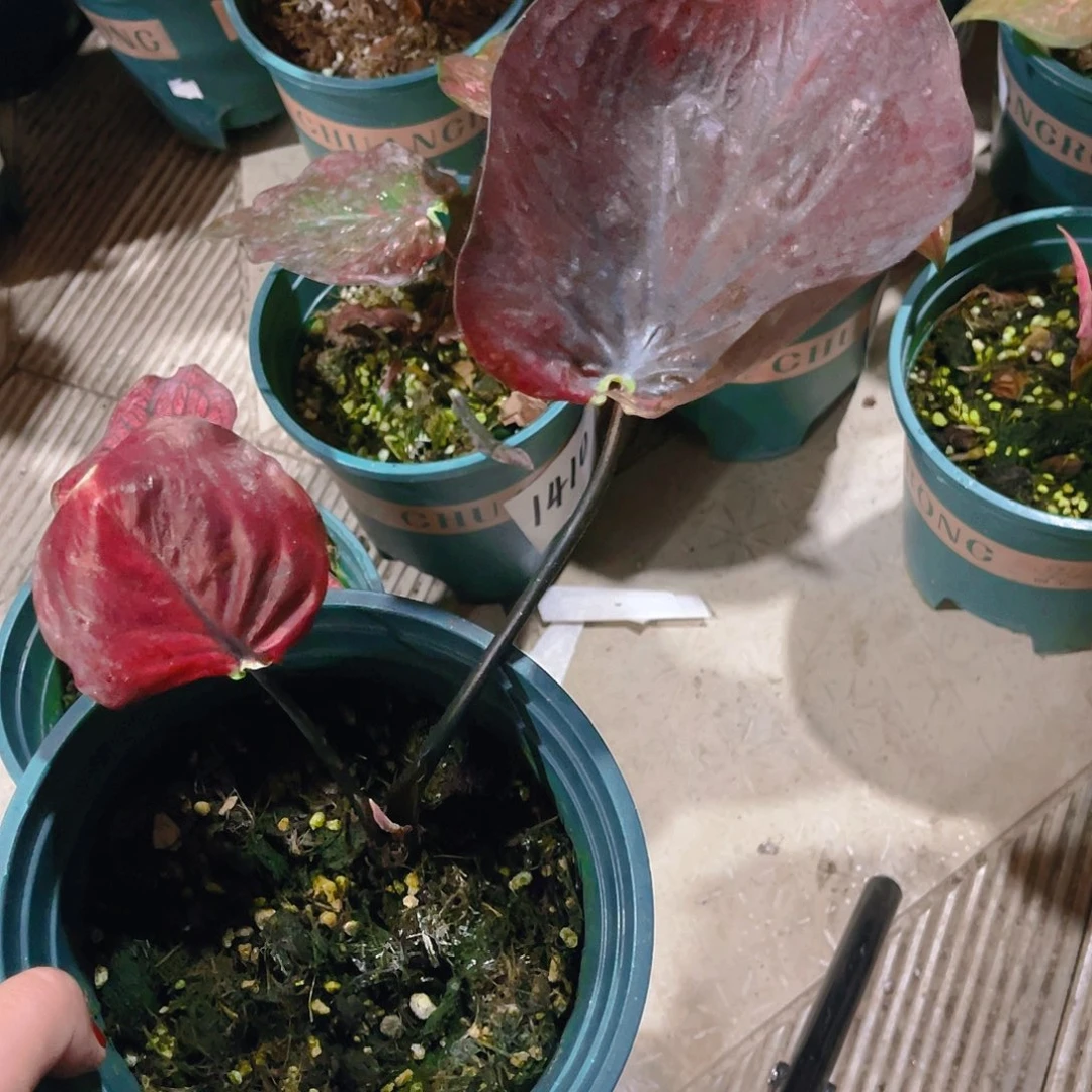 完全开放2059泰彩一物一拍