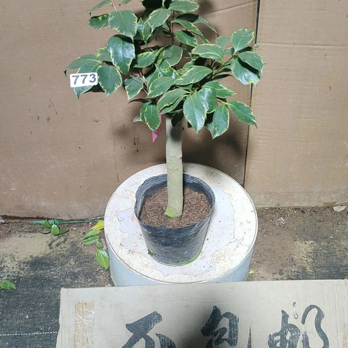 773金边塞，原盆原土发货，不包邮