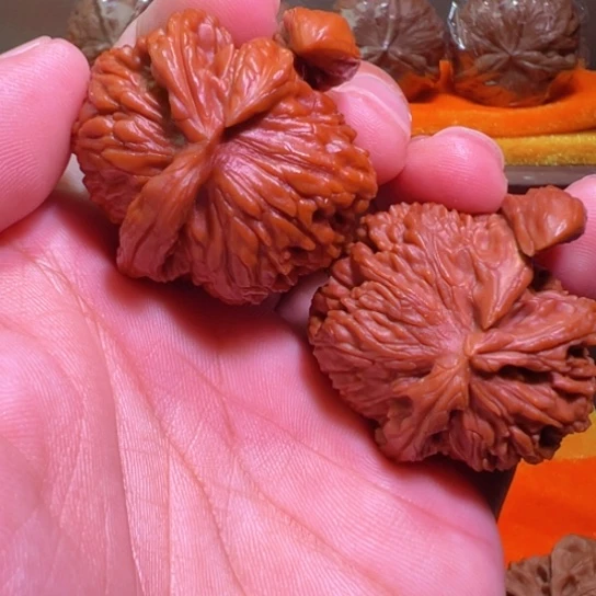 龙角白狮子犀牛角茶壶角41边