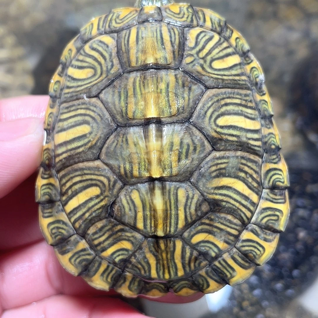 宠物龟不分公母格6.3