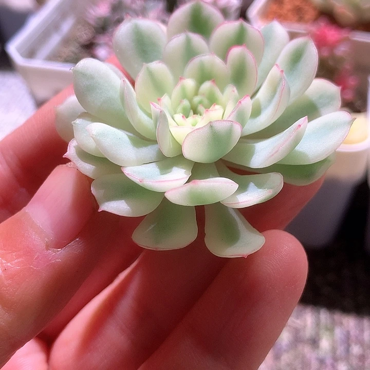 梦幻玫瑰白覆轮锦砍头