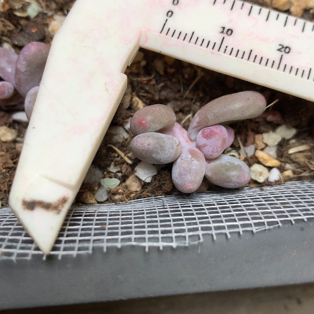 彩虹，不满28发一片叶子，发到付