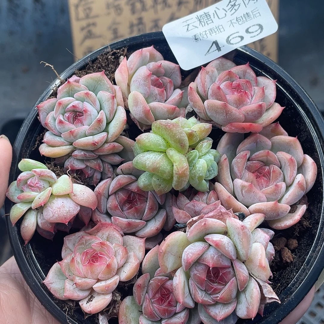 云糖心多肉植物469
