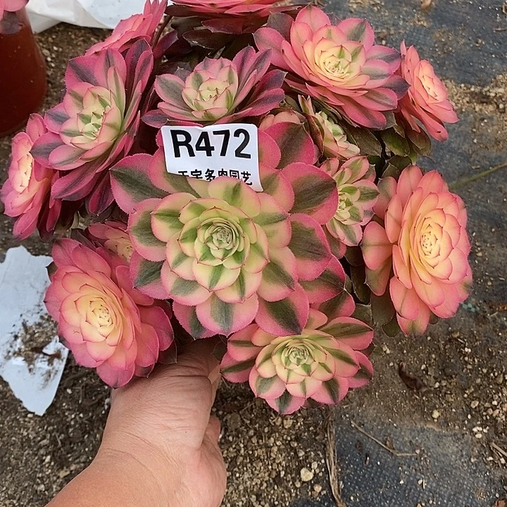 多肉植物荔枝472多肉