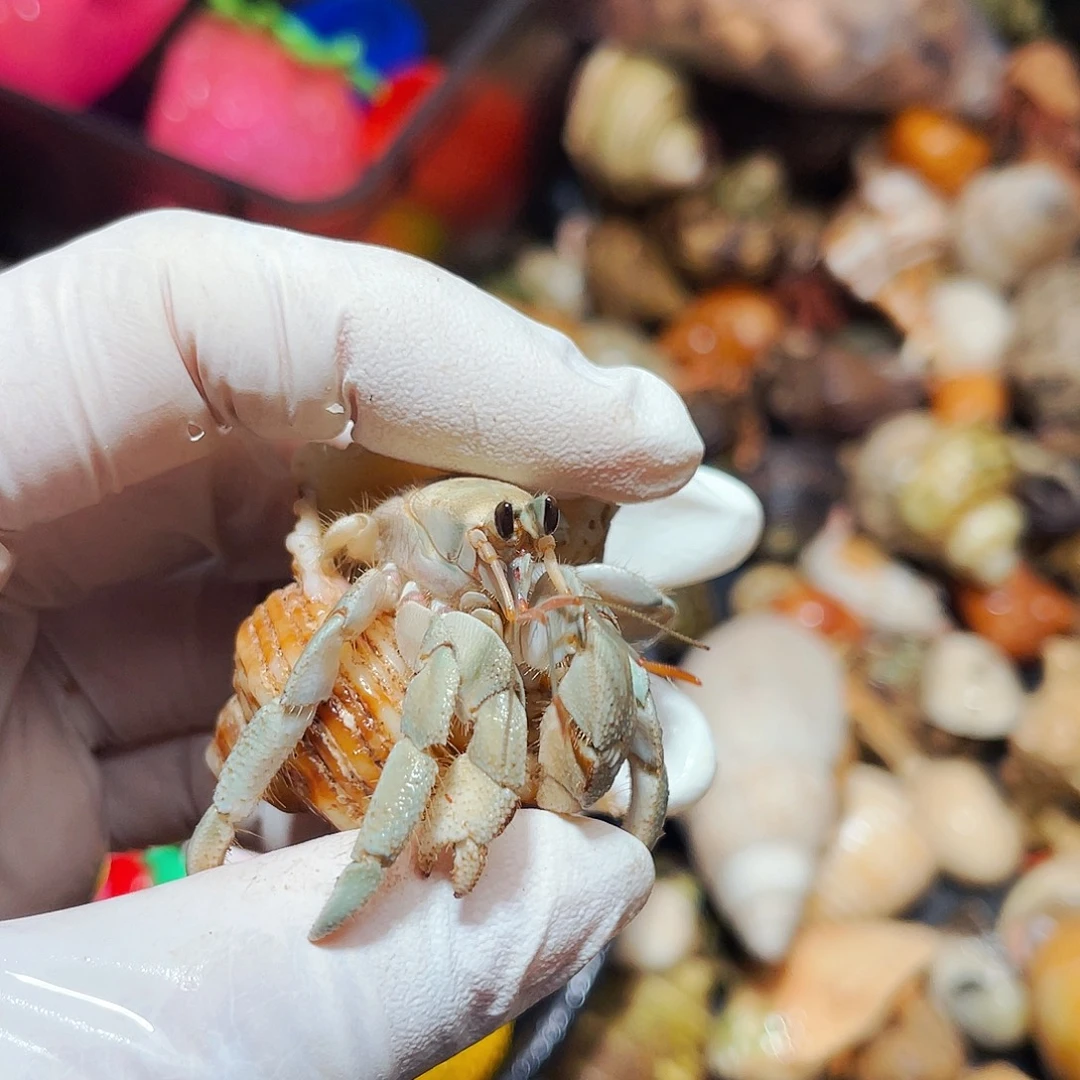 陌派有钳寄居蟹635