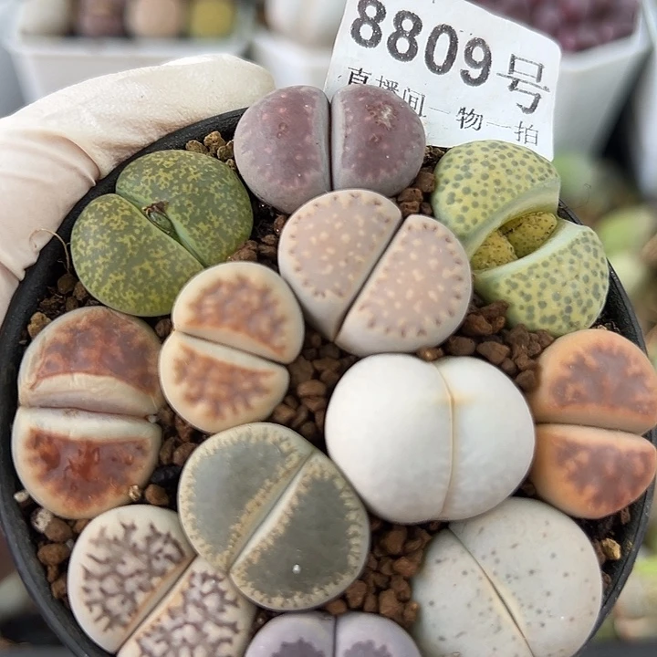 8809 好养易活生石花大母本7.2cm盆