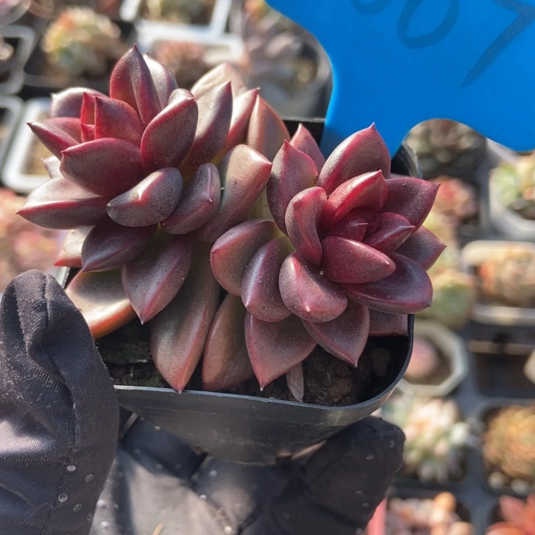 1007丰沛玫瑰多肉植物保护