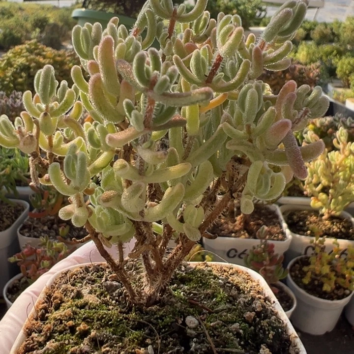 C662橙叶白锦一物一拍