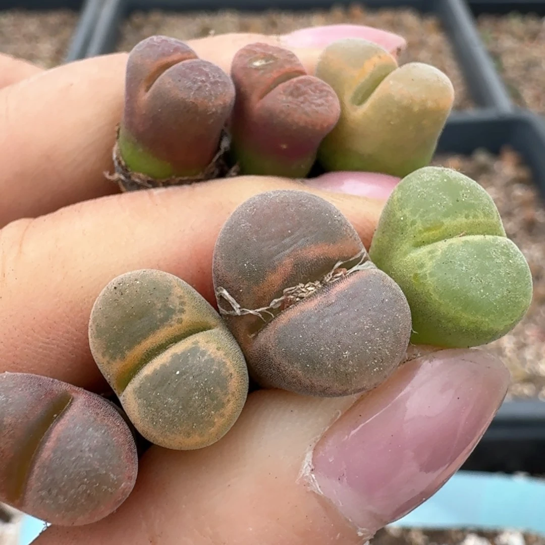 85七颗000000000000