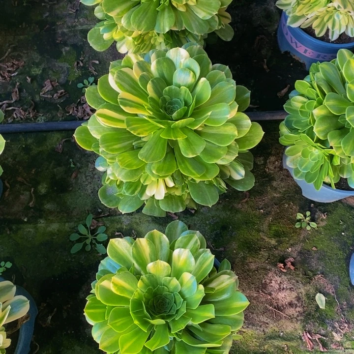 五彩琉璃多肉1颗1颗