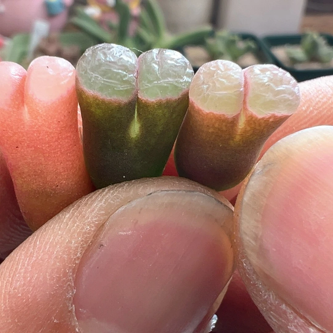 842开播福利三颗好看磁铁