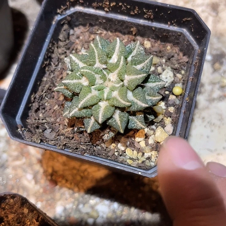 满38包邮2天凑单，脱土晾根发货多肉植物自根黑牡丹