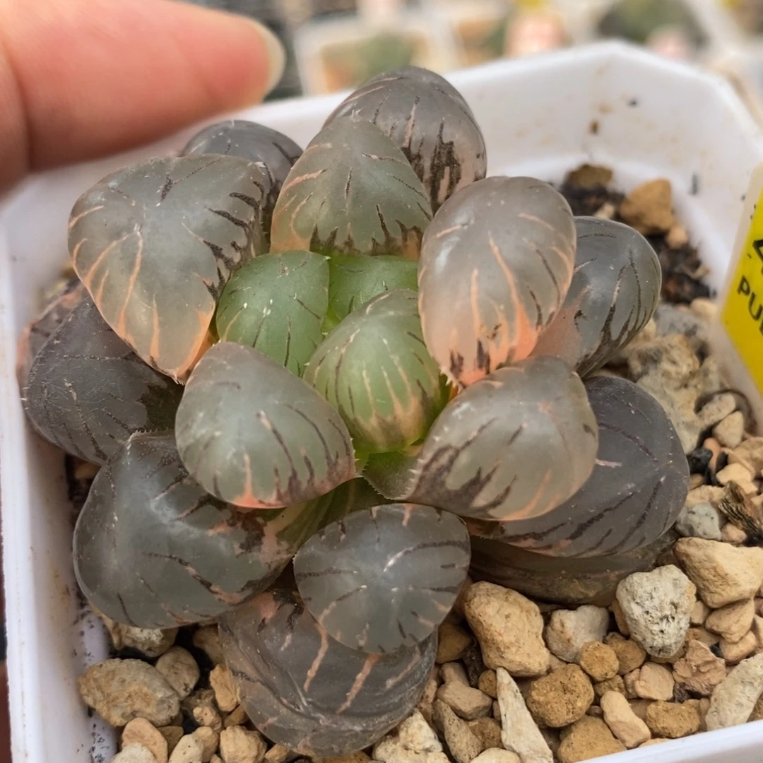 456孔明灯玉露锦一物一拍