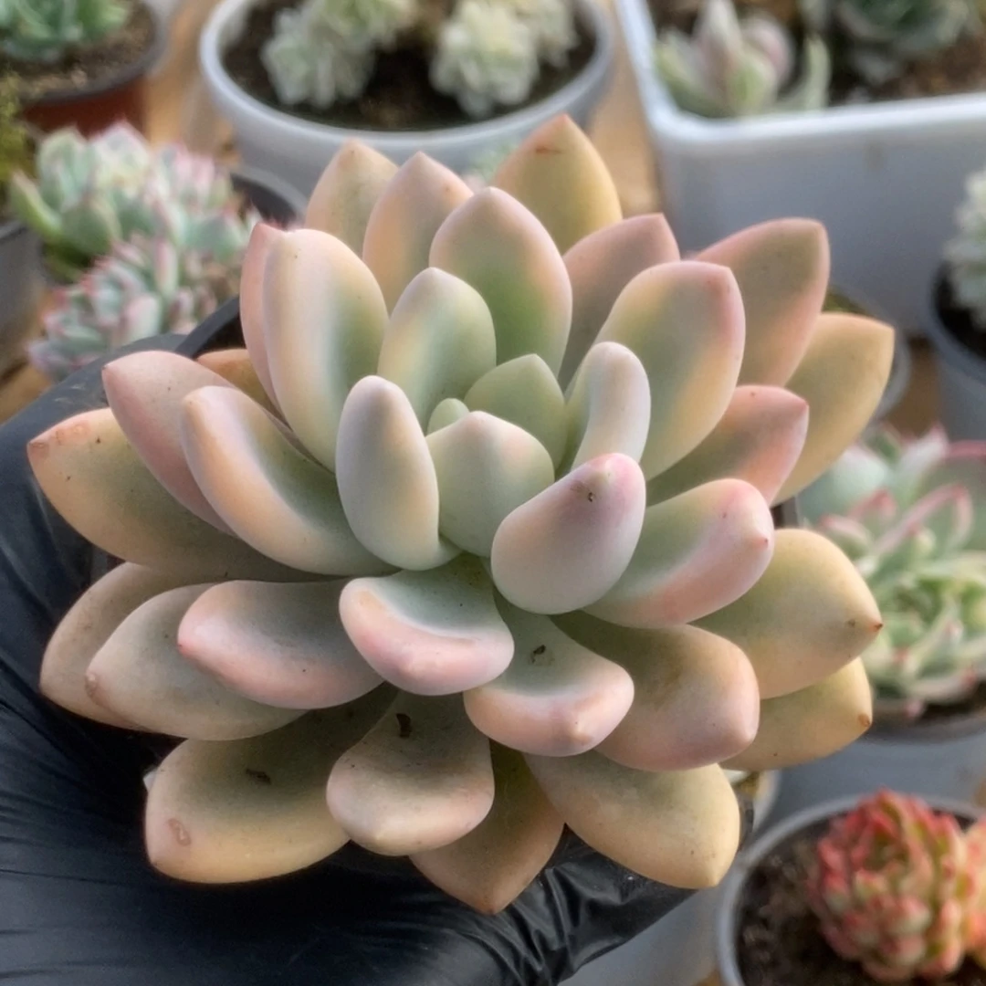 398新奥普锦锦锦锦锦锦