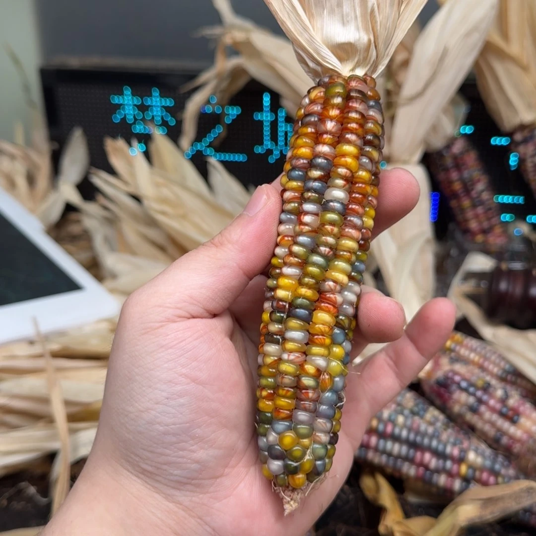 柏香籽/百香籽吊坠方****儿