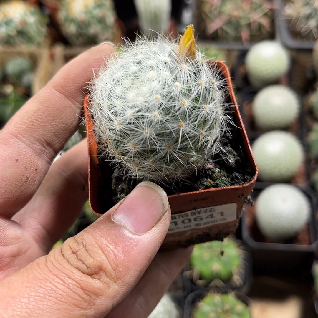 110641一物一拍单