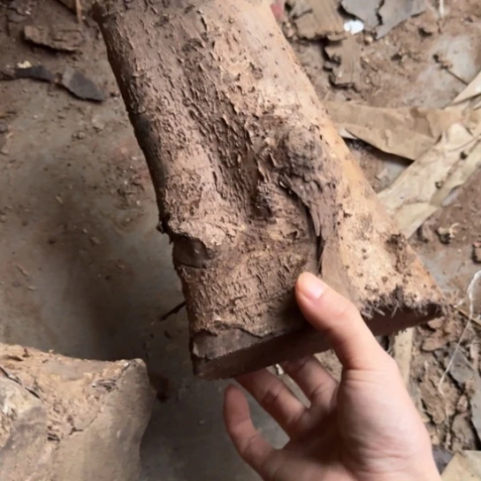 自***行金丝楠木小叶桢楠