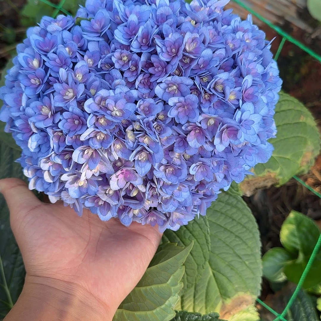 绣球切花一物一拍3枝起包邮，108