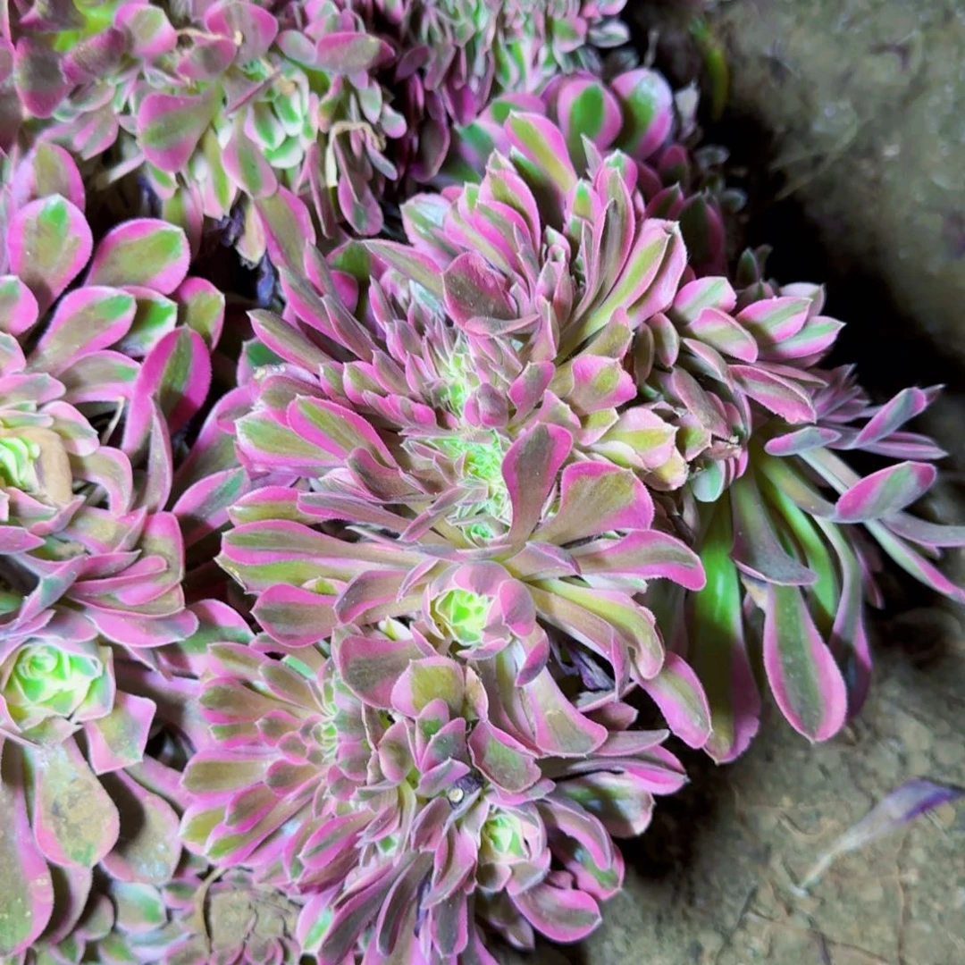 女巫法师缀化满20包邮