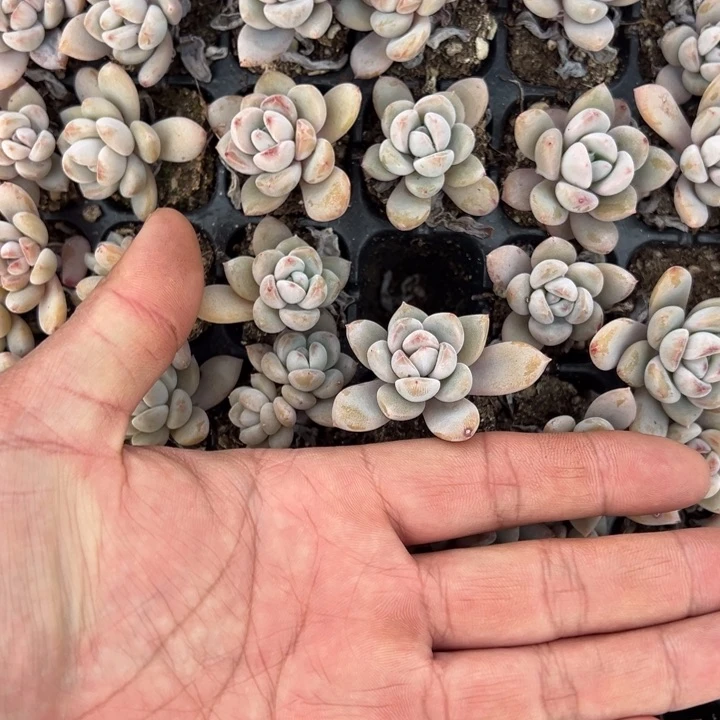 星星雪5颗多肉满20包邮下午发