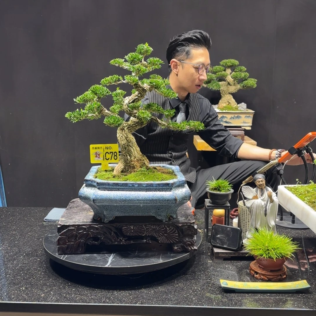 以实际为准黄杨室内室外