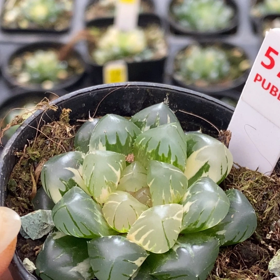 578号水中月玉露锦