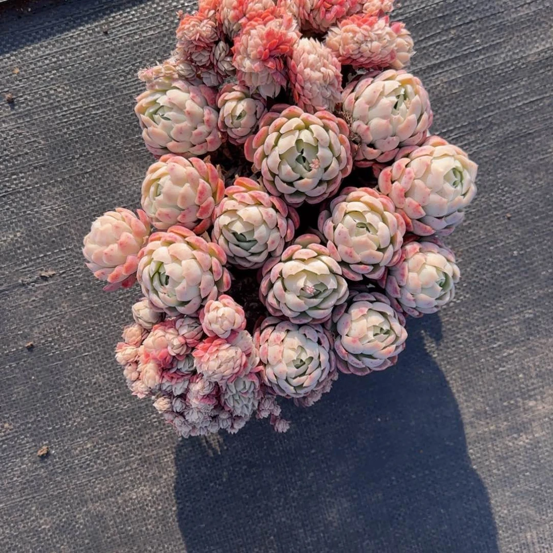 苏****子不用来咯哦啦啊哦啊