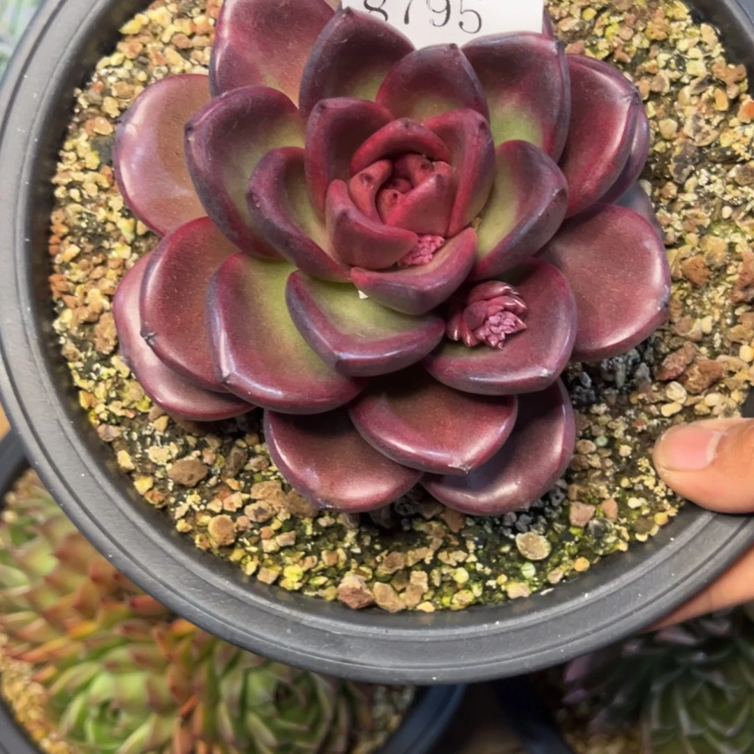 小***砖8795多肉的饿多多d