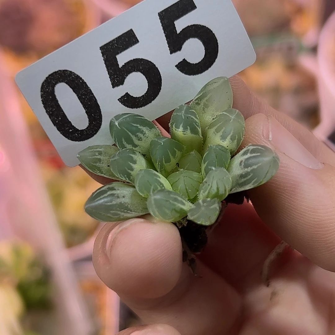 糊斑霓虹灯锦十二卷多肉
