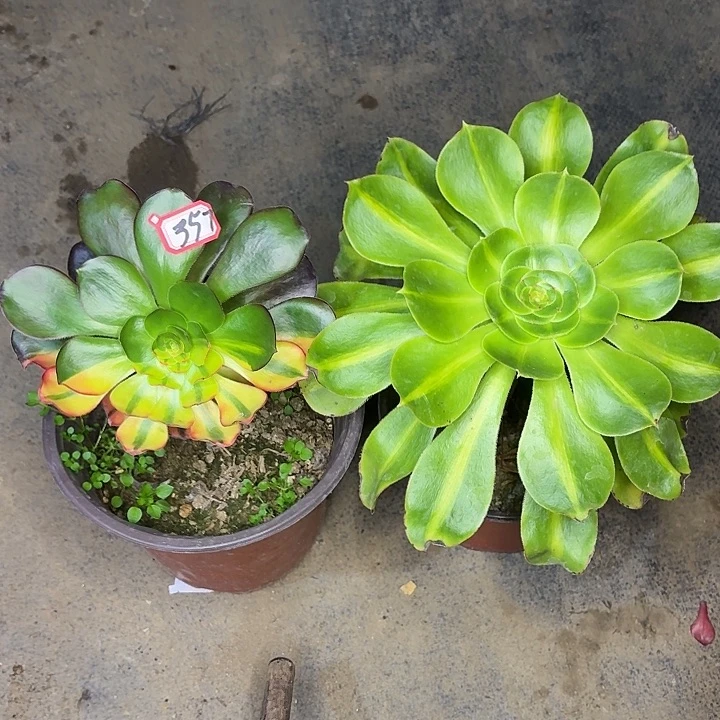 组合法师两个357多肉植物