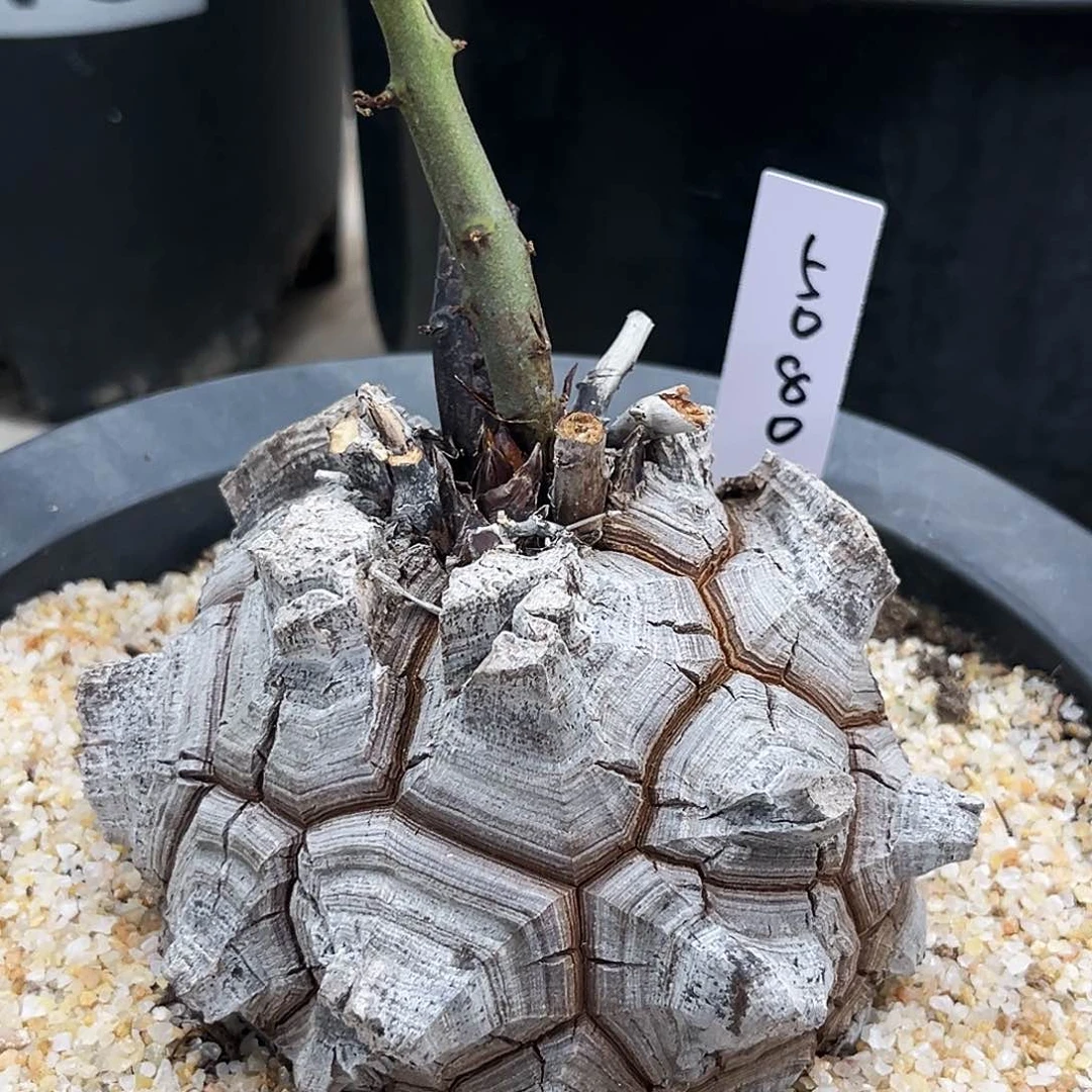 潮流植物奶嘴型龟甲龙5080号