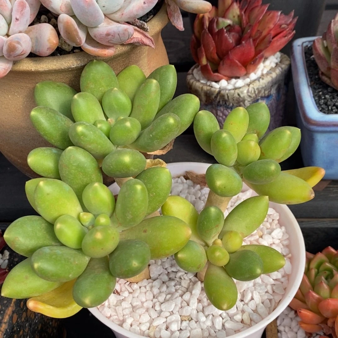 KK美人多肉植物盆栽