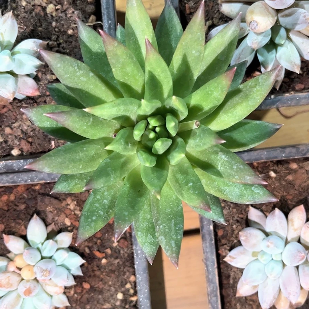 ?****k寄养链接的，我们这里