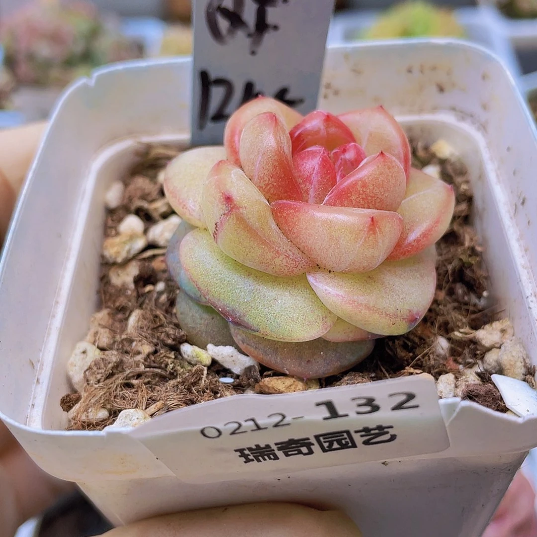 用****40000000 0132一物一拍