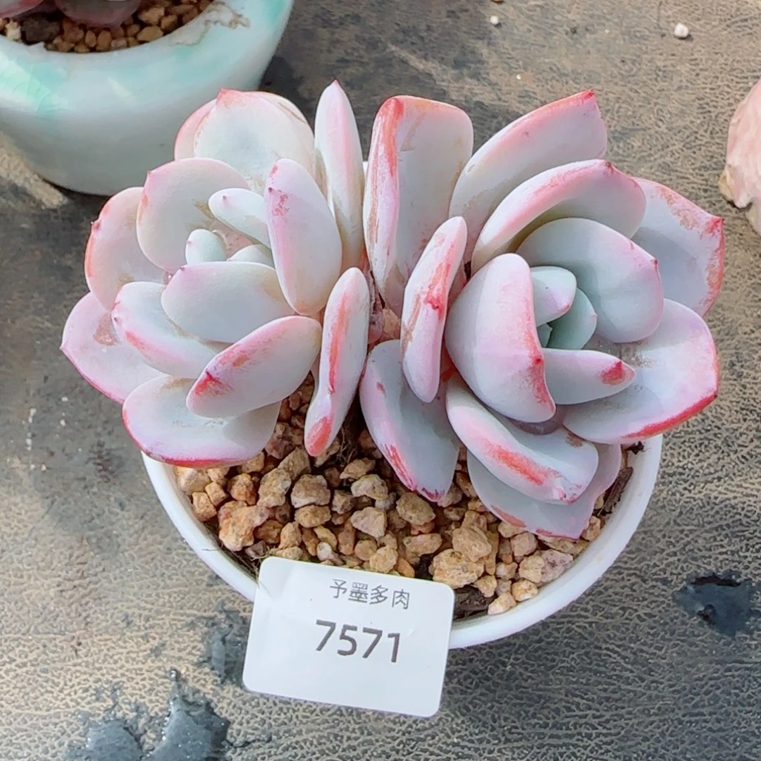 粗桩奶茶，7571多肉植物