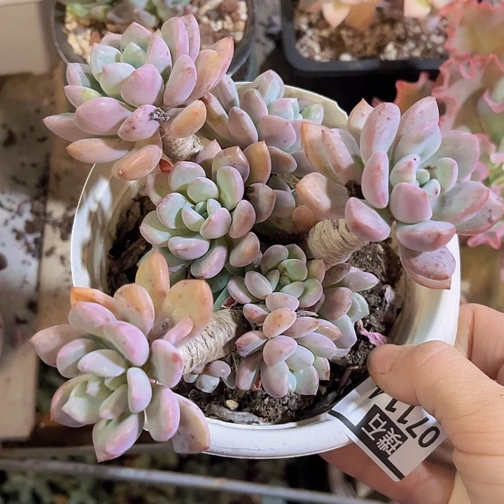 白鹭07114多肉植物