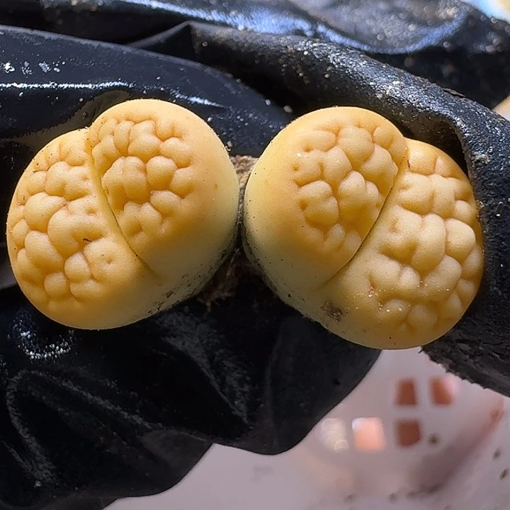 生石花11111112。   339