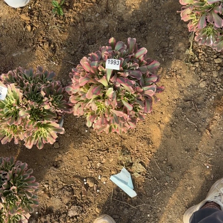 1993 白凤清棚处理不包断枝