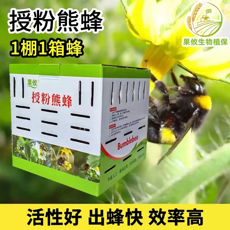 果攸熊蜂 授粉熊蜂蜂巢番茄甜瓜西红柿蓝莓草莓授粉农业生物用品