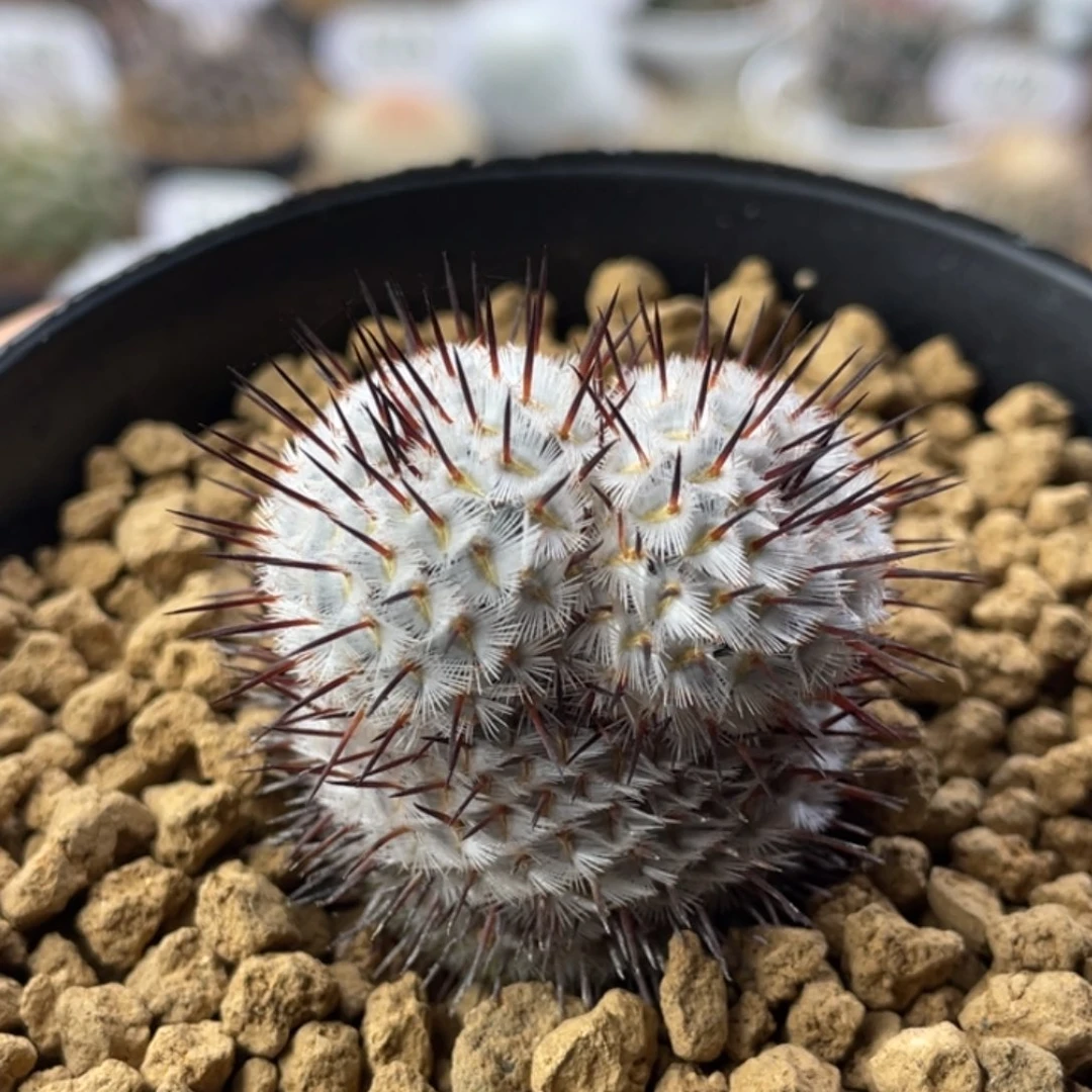 直刺佩雷         实生根