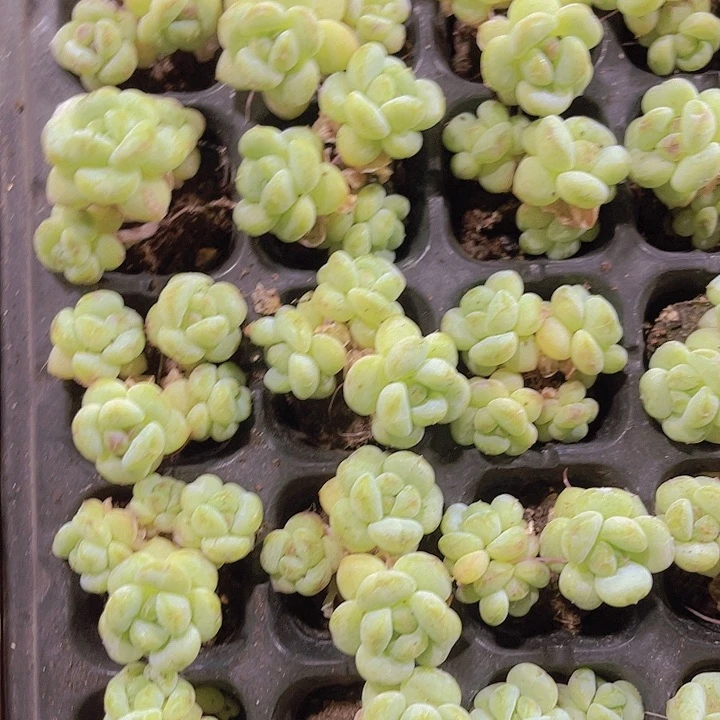 精品阳光玫瑰多肉植物