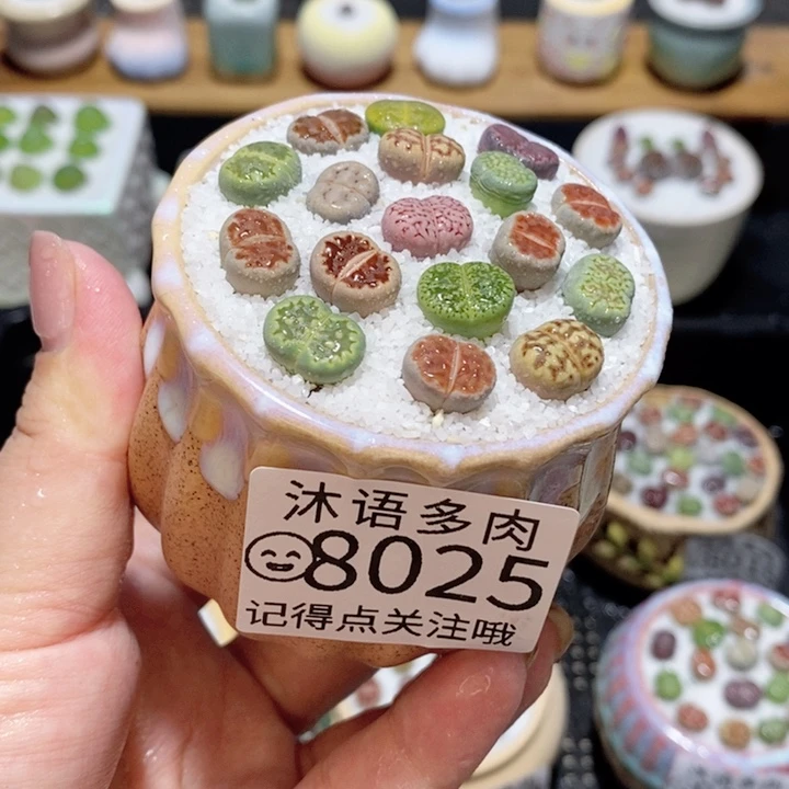 带盆土发货 精美盆栽8025