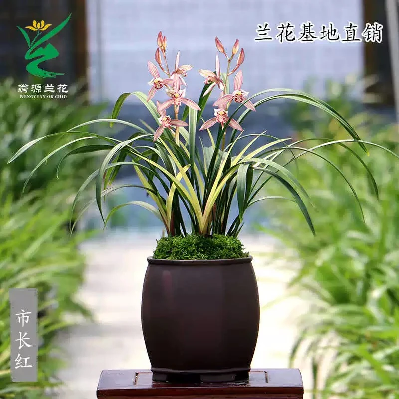 [市长红]建兰三大铭品 叶带粉斑艺浓香 好养花卉 1970年现于宝岛