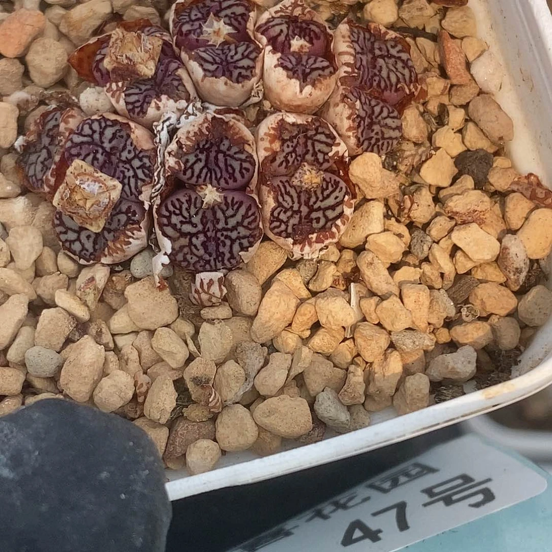 Y****贝桃喜花园0529-46超墨