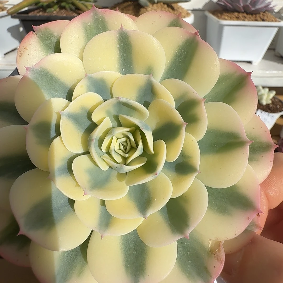 玉碟锦11111112-46