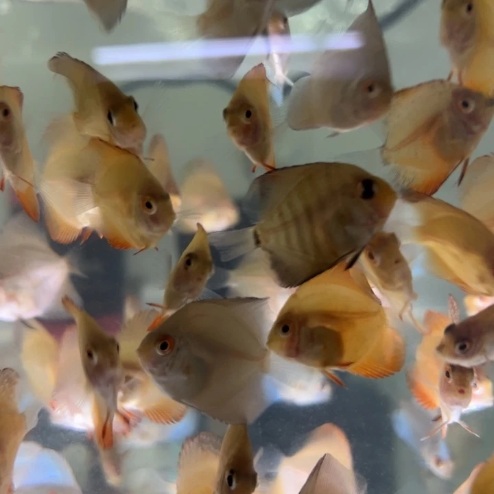 七彩神仙鱼七彩喵5条装