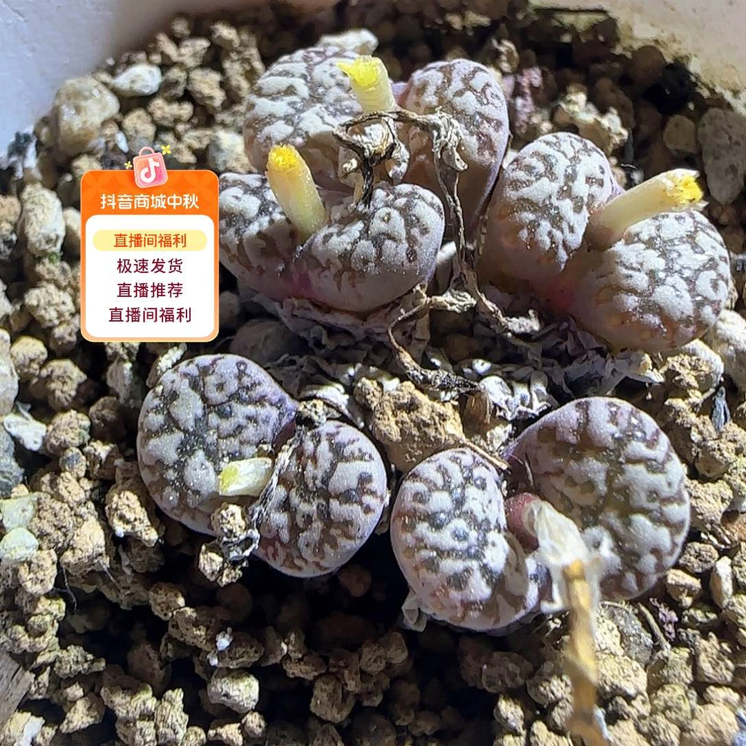 哈哈哈哈哈哈哈53422